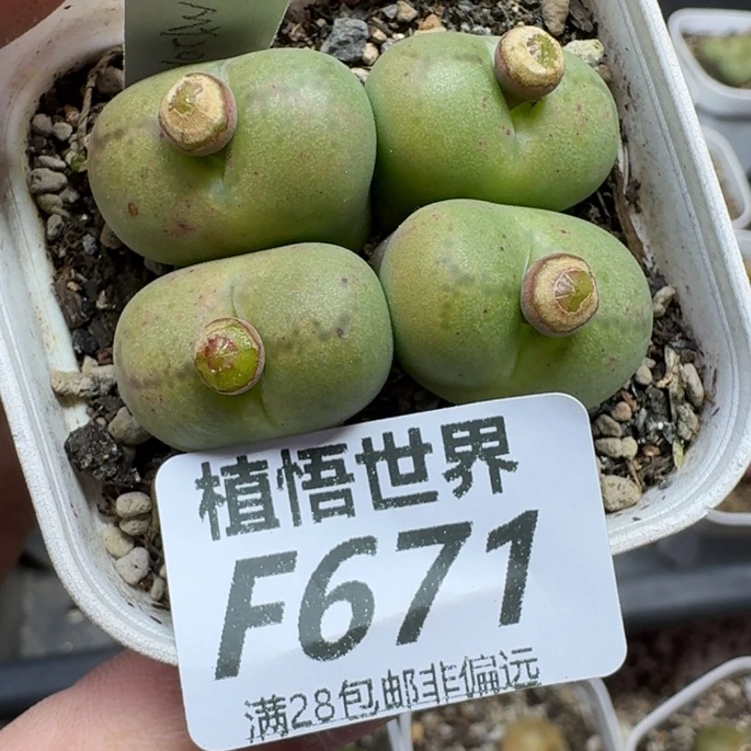 多肉植物的润泽ghnn