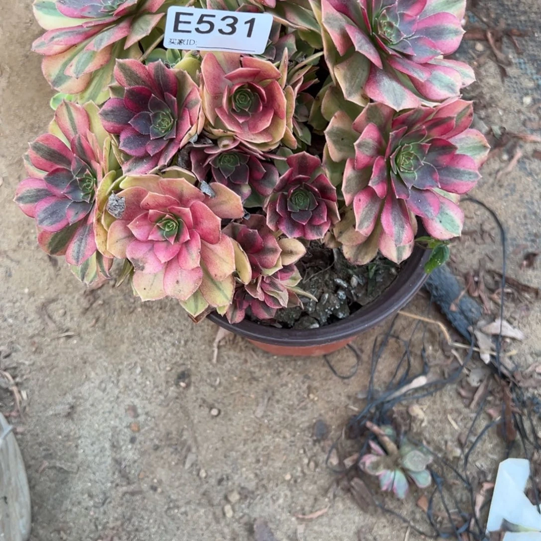 531雨荷多肉植物法师