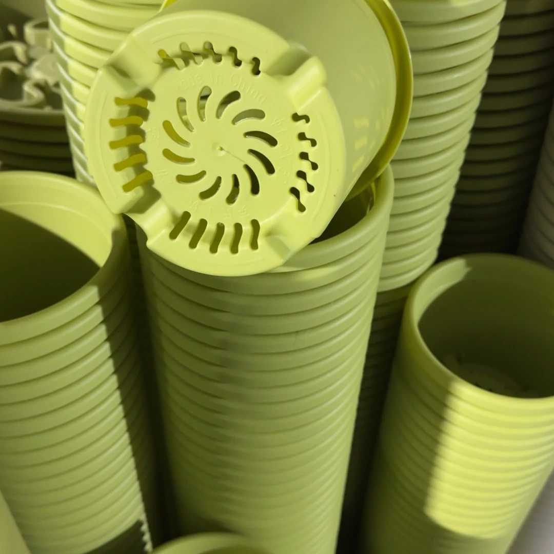 四季2号10个果绿色的