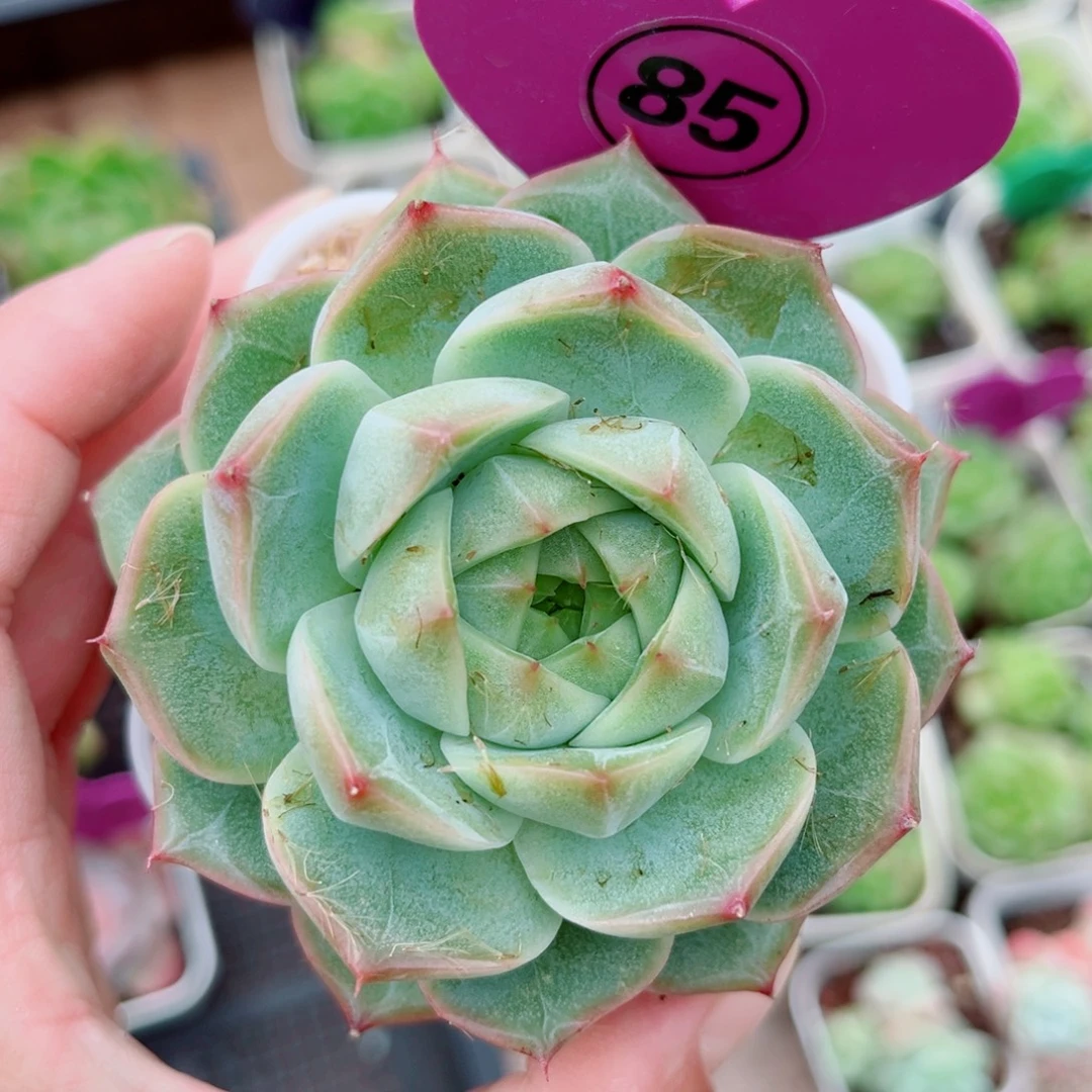 85号新品珍妮单头