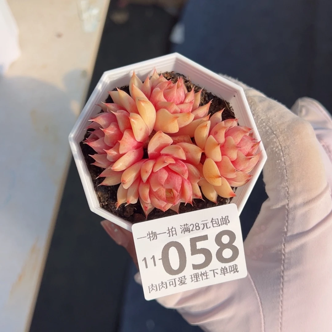 笨吧多肉多肉多肉多肉