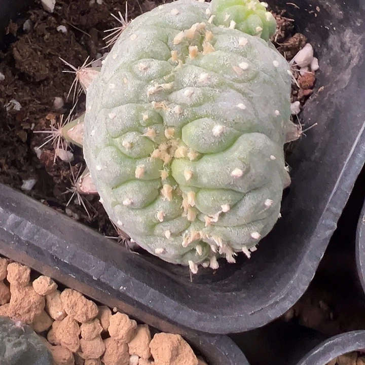 海鲜缀化大体型面包缀