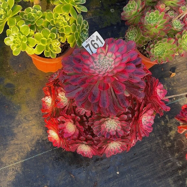 000000000761红彤白