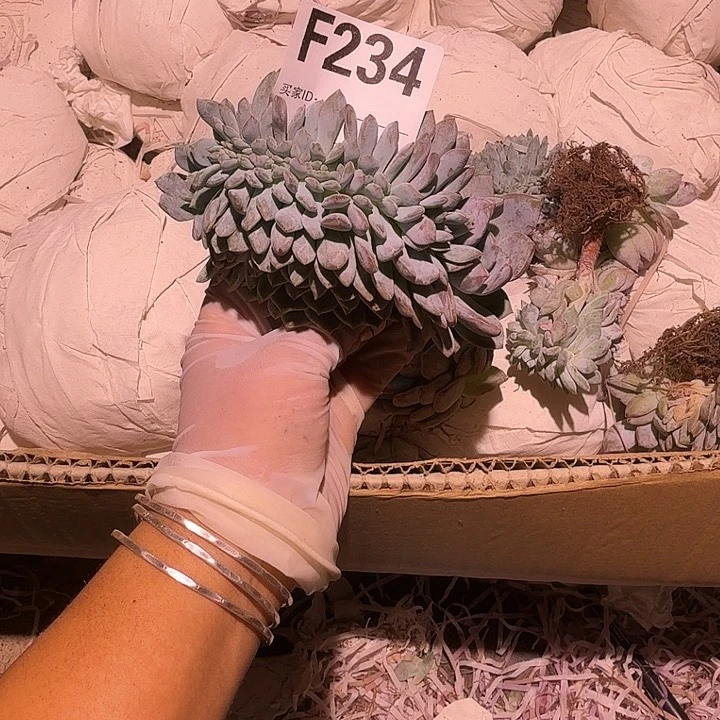 这***个星影缀化呀呀呀呀