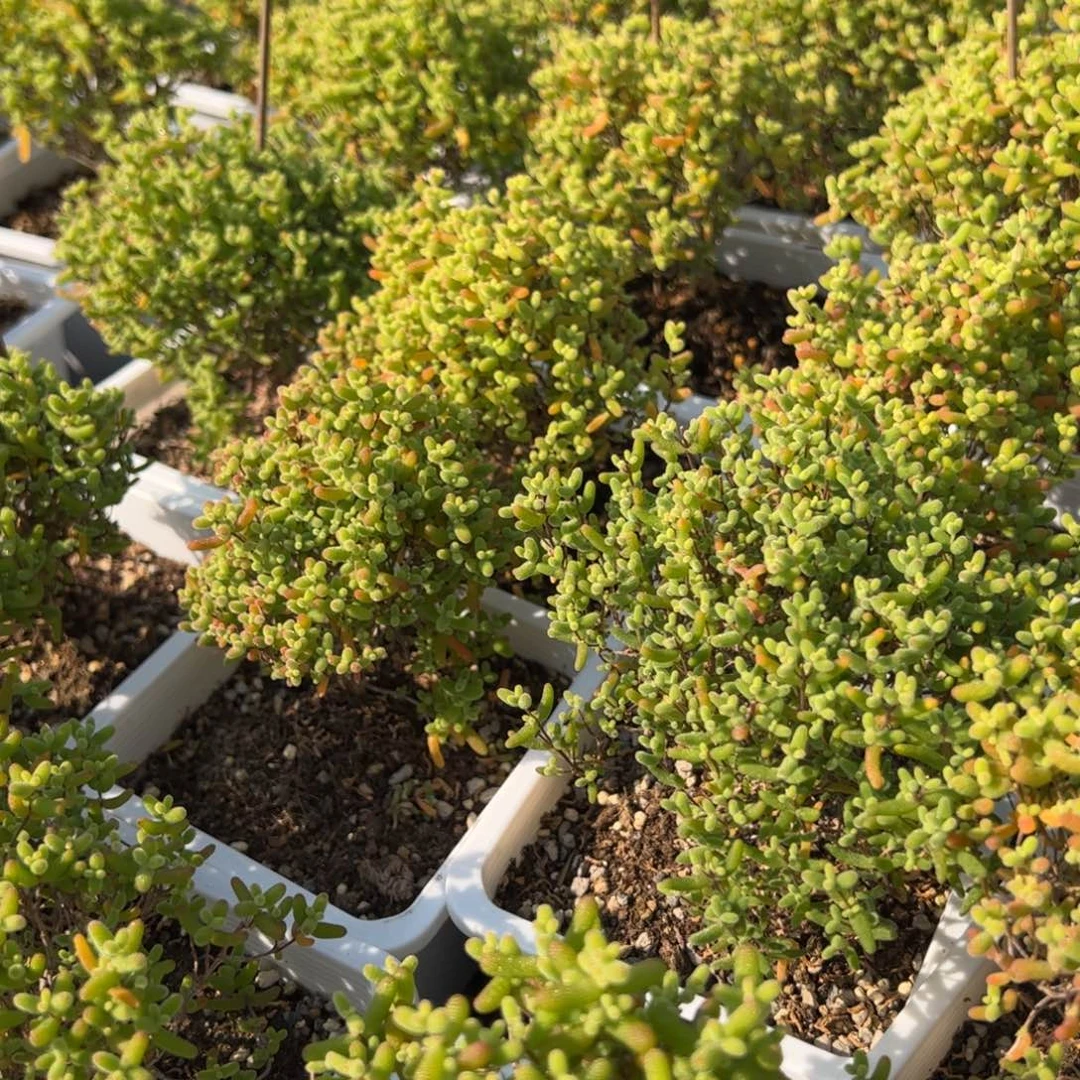 十方蜜橘一颗多肉