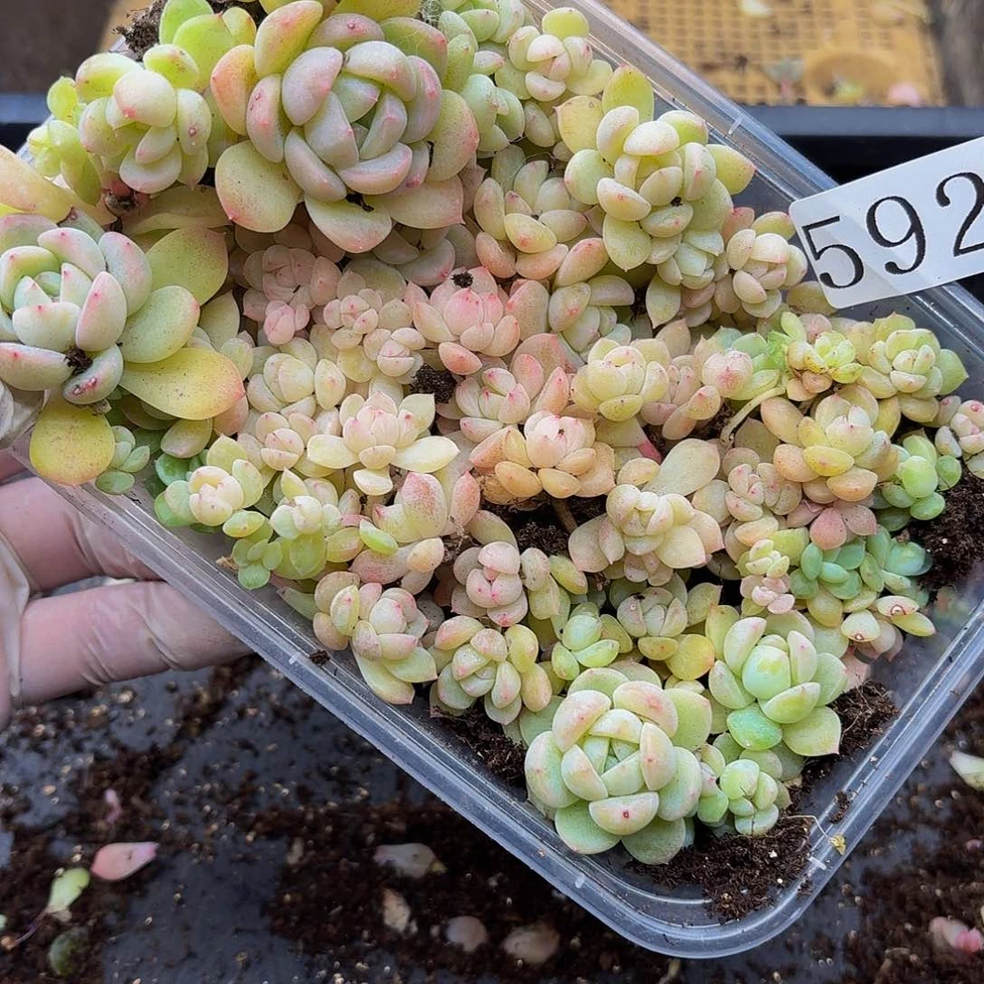 ✨***子多肉植物多肉植物592