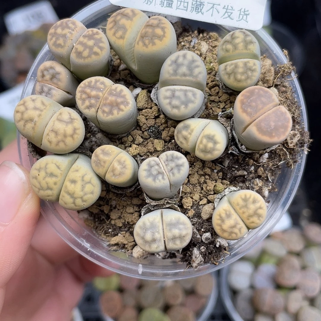 107000000花花花花花花花