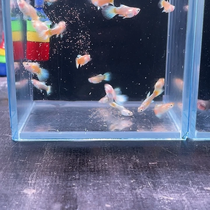 孔雀鱼满鳞黄金10条