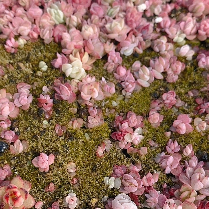 308 多肉植物盆栽花卉植物