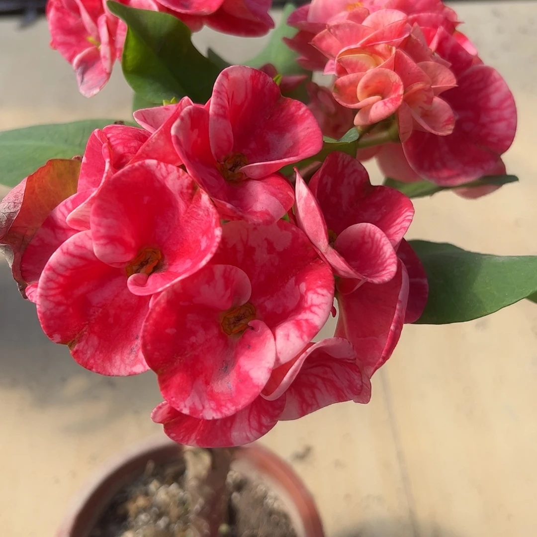 深冰系列泰国大花虎刺梅