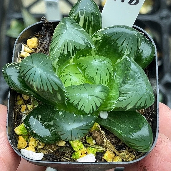 148巨大化别系玉露锦