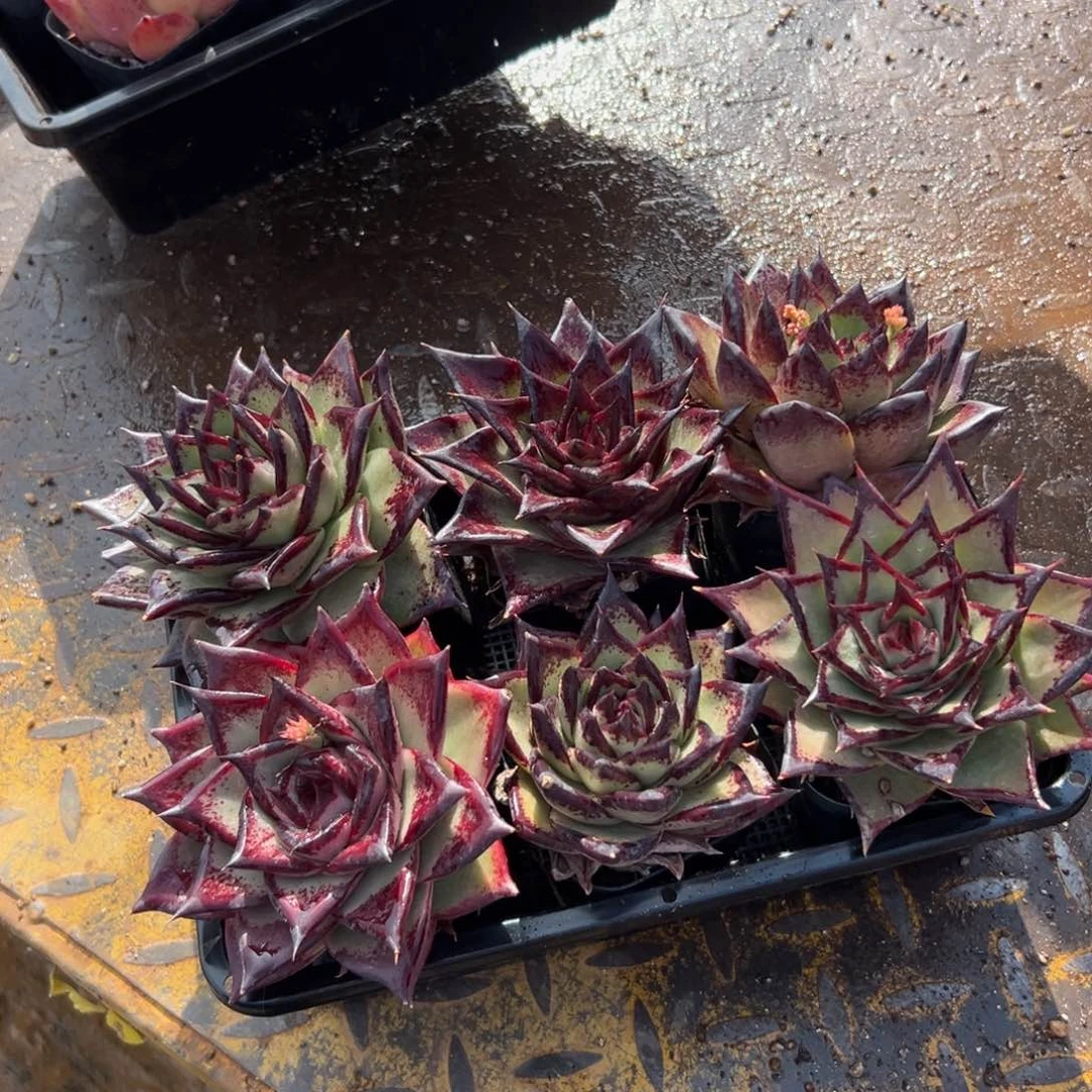 多肉一物一拍0123-138