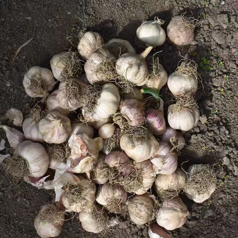 （铁柱家）东北黑龙江小园农家自种紫皮瓣蒜