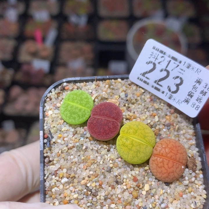 精品生石花217.223