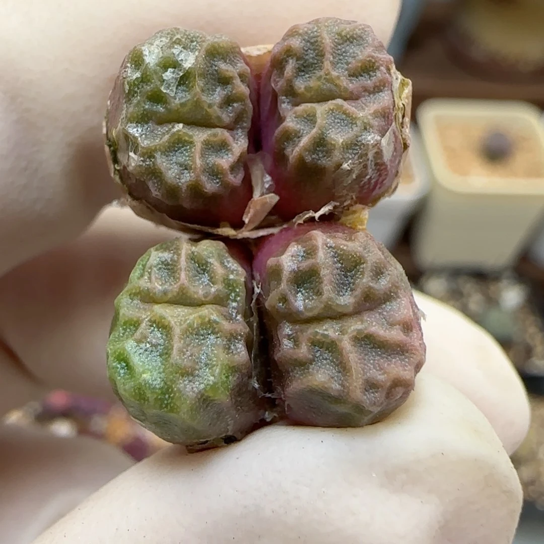 484福利福利福利