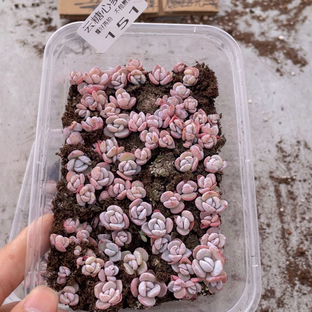 云糖心多肉植物151