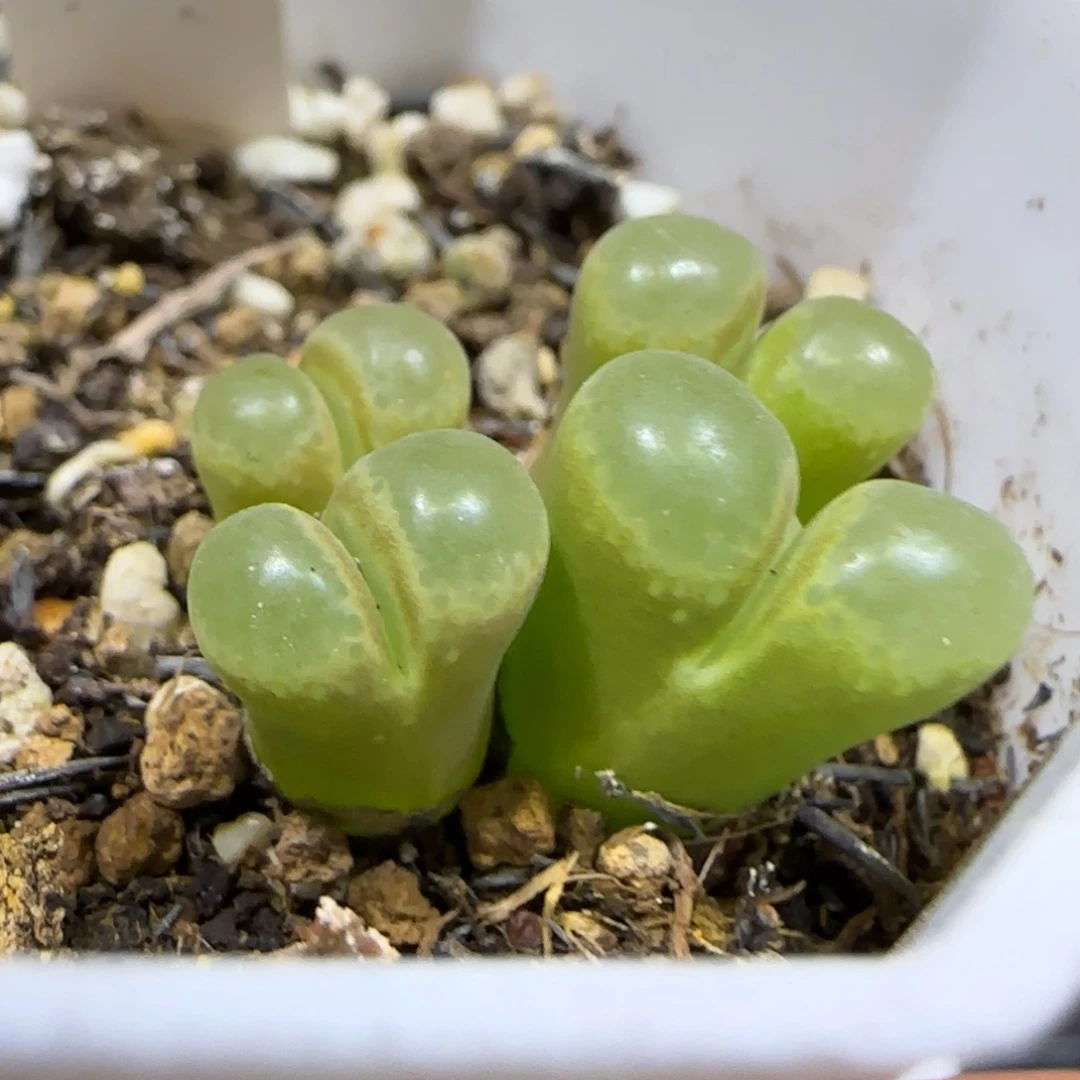 12.10。     216饼干。    2067