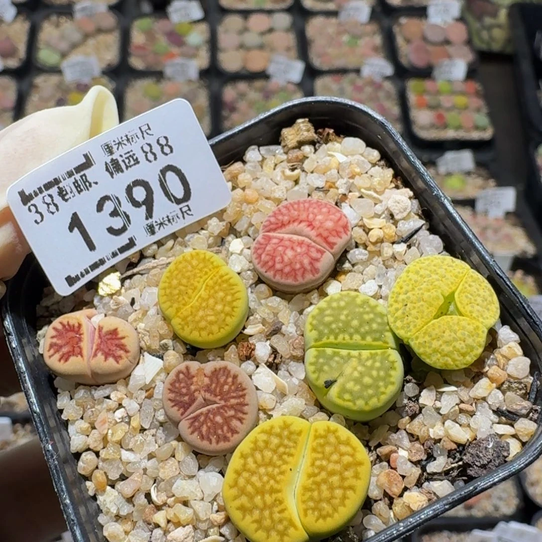 zzz生石花肉锥1390