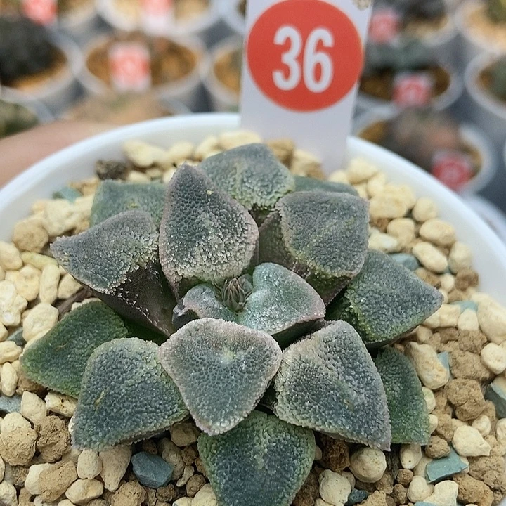 36冰钻11111111111
