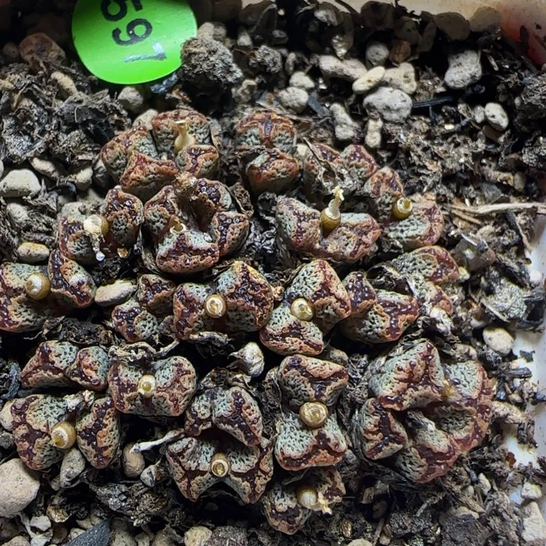 勋章群多肉植物597