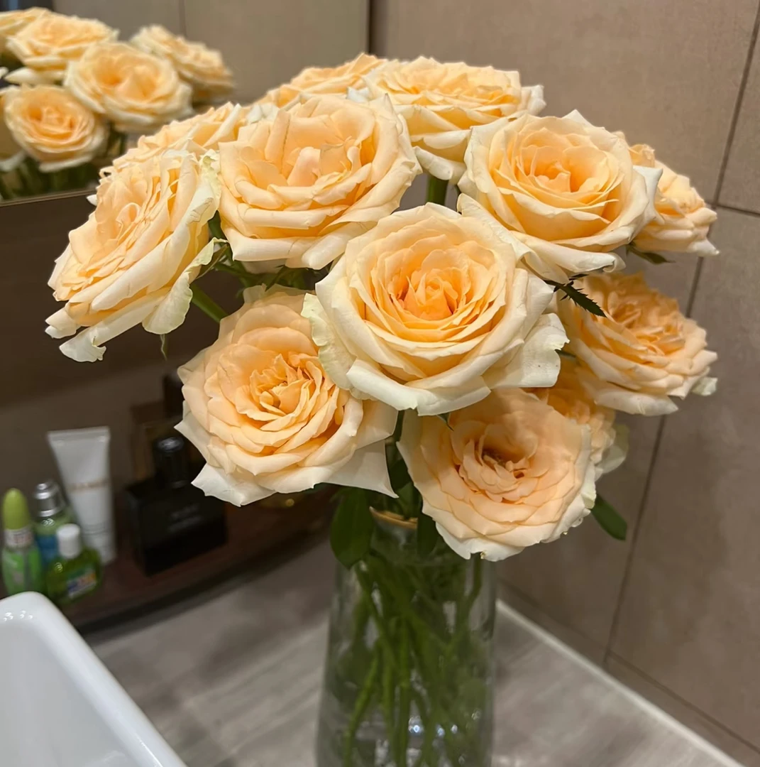 【蜜桃雪山香槟AK】20枝单头玫瑰 |任意满两单鲜花包邮