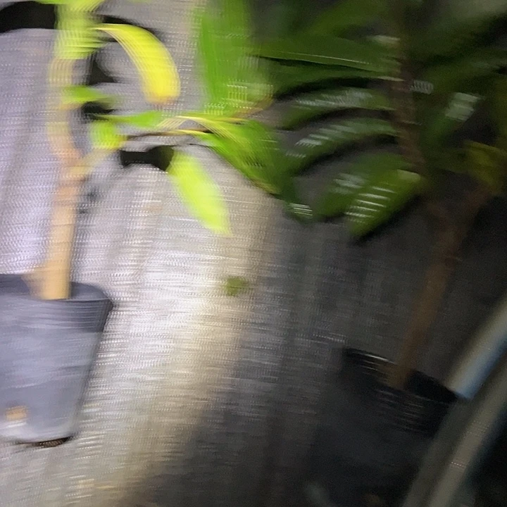 锦***钿金钻凤梨3684866877666