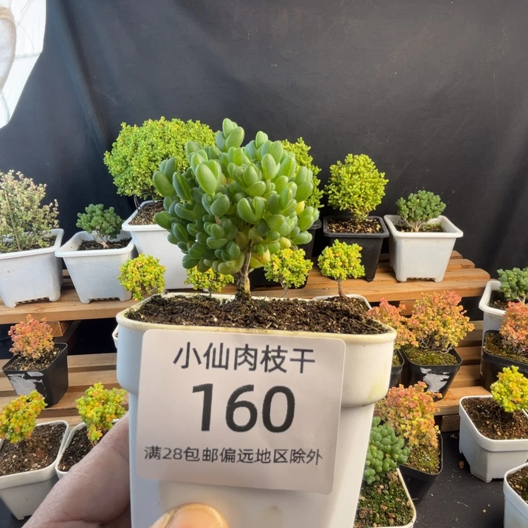 160枝干番杏8口盆元宝