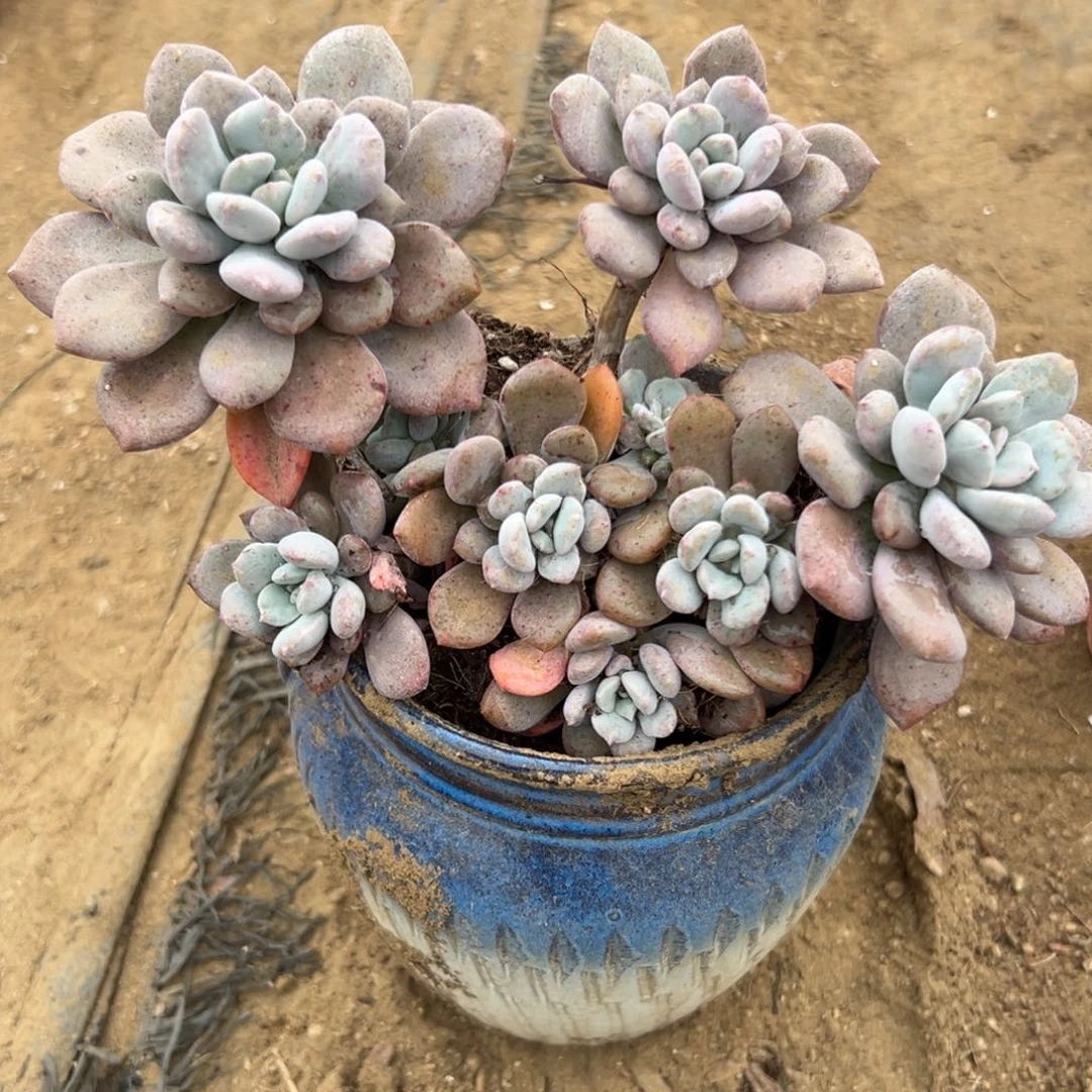 多肉植物白露群生