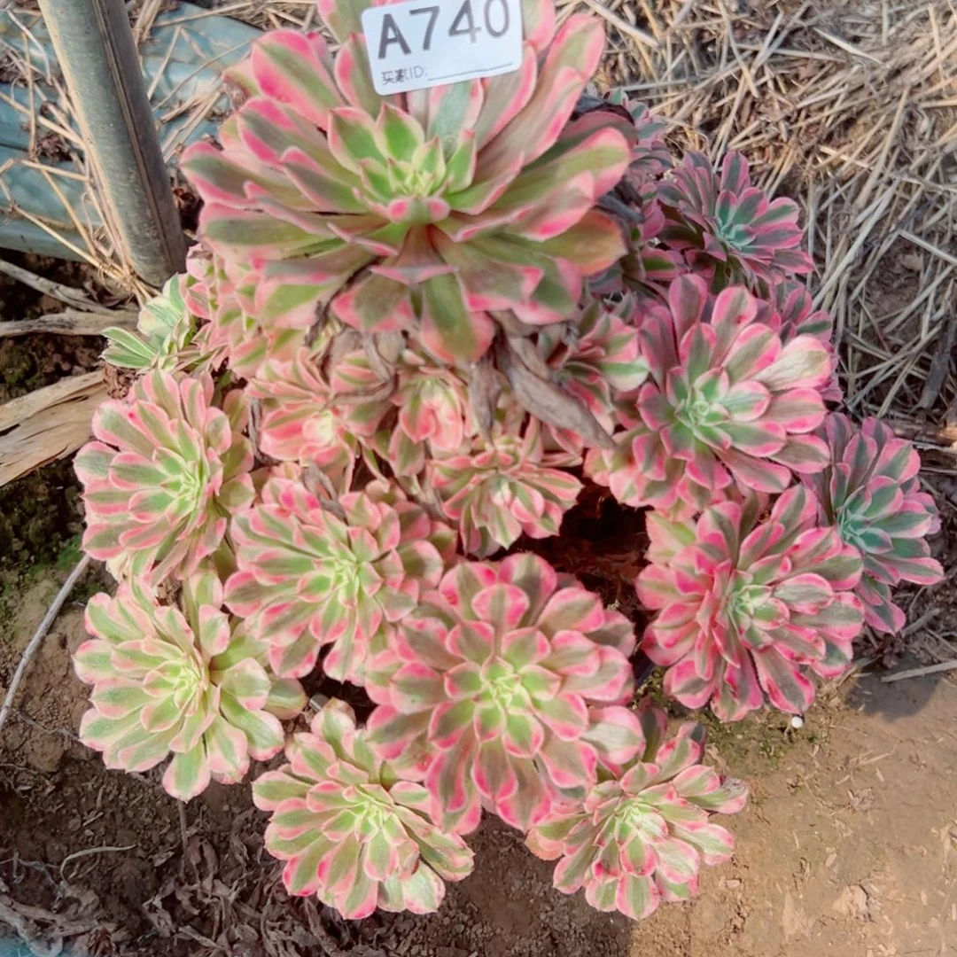 740红铜超白多肉植物