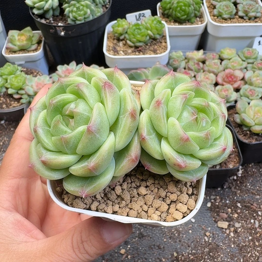 一物一拍一物一拍918-391