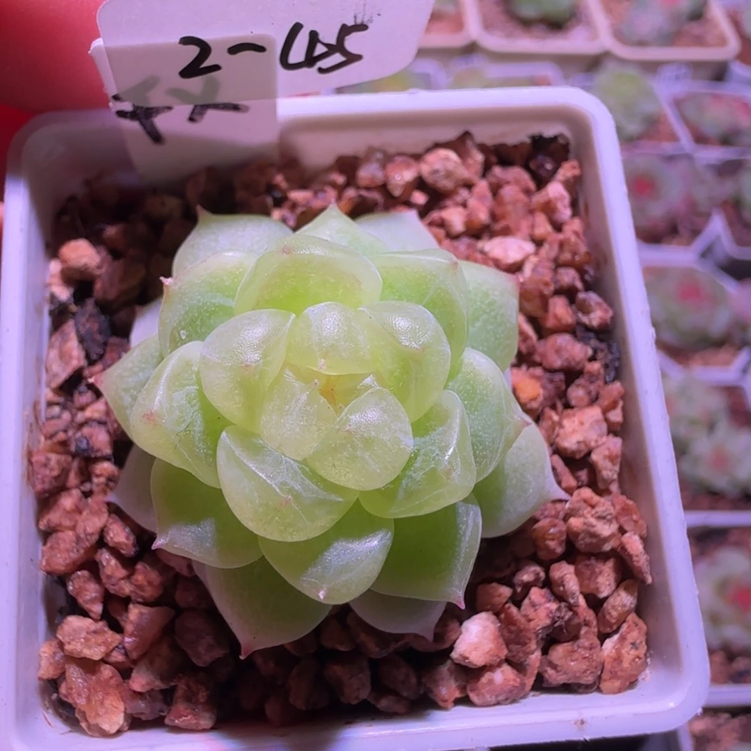 2-45福利千寻单头