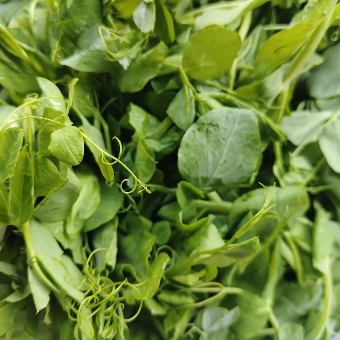 贵州本地现掐现发新鲜豌豆尖