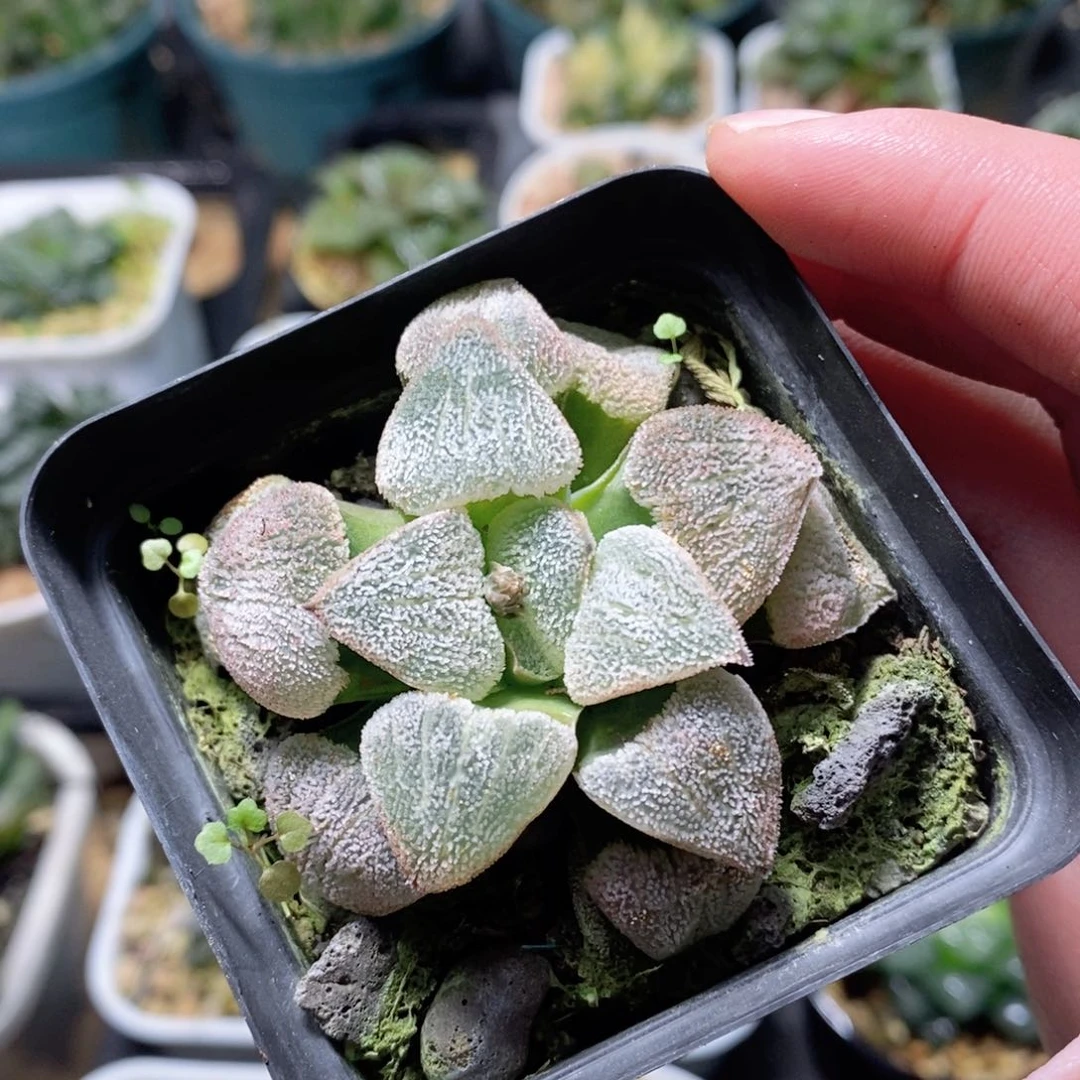 实生磨面寿玉露多肉