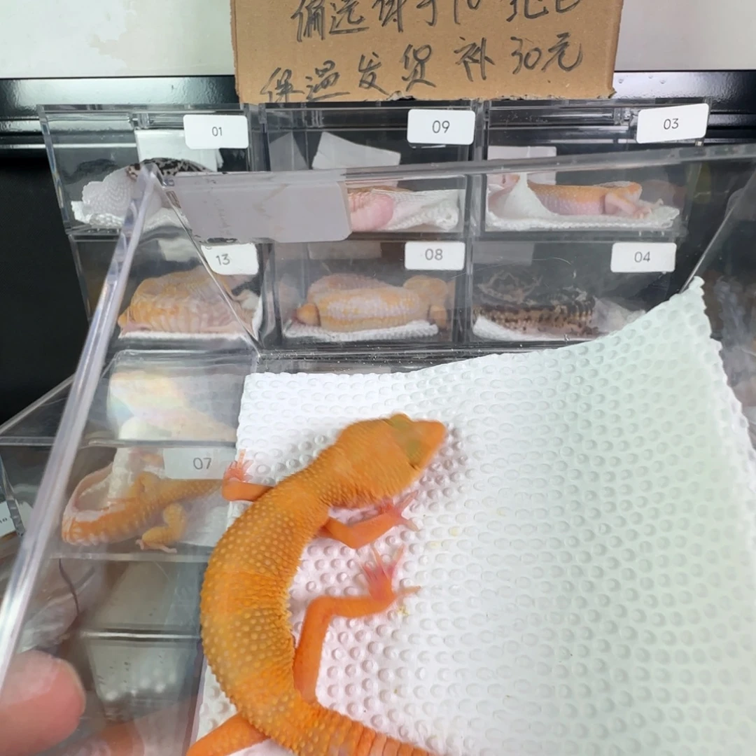 豹纹守宫雨水蜜橘弟弟