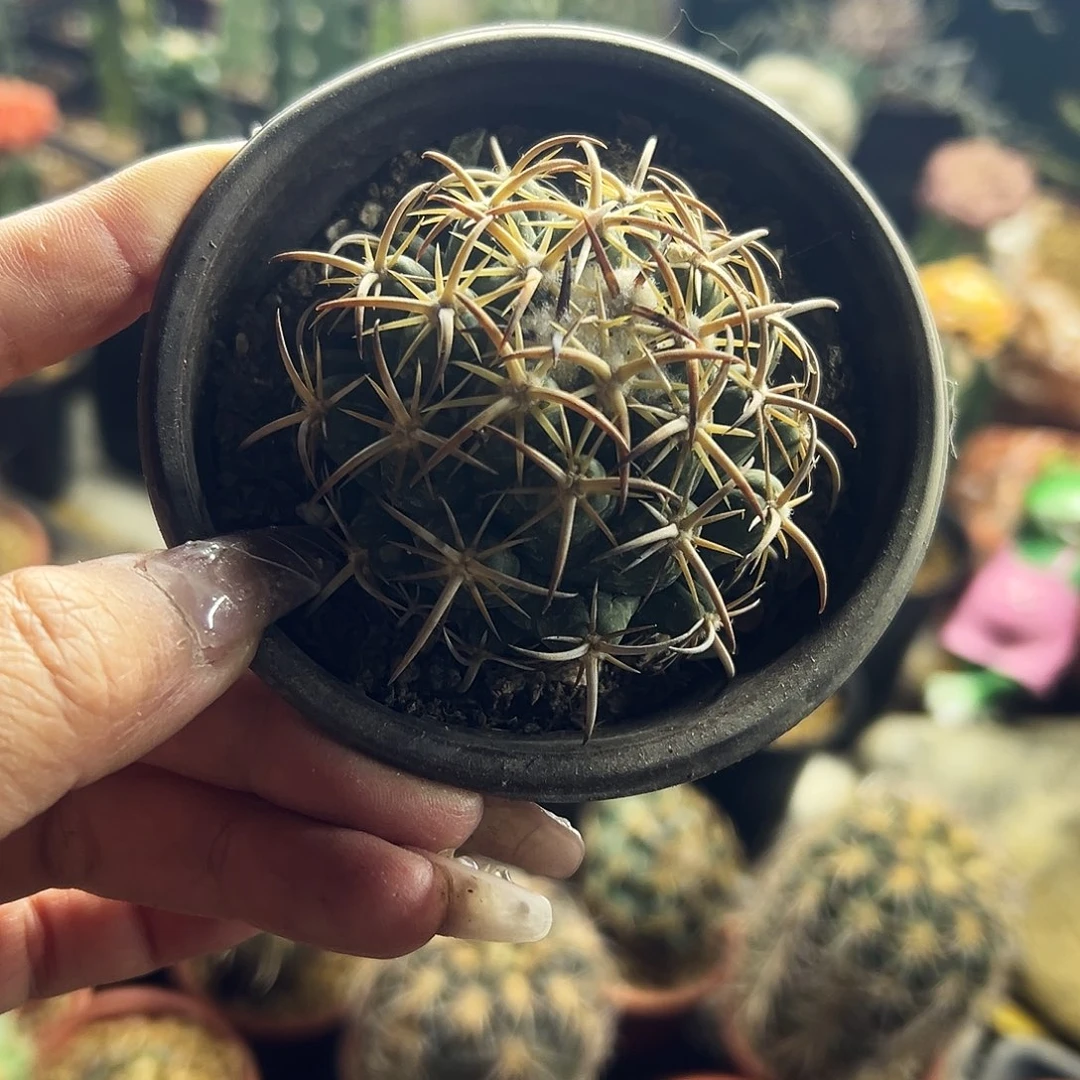 钢钉仙人球1111111111