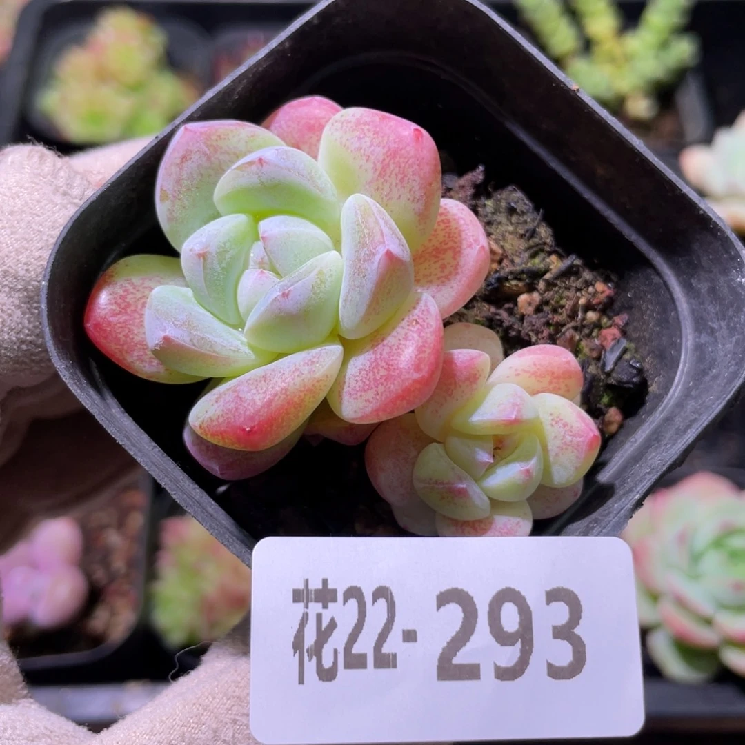 花利美22-293冰玉