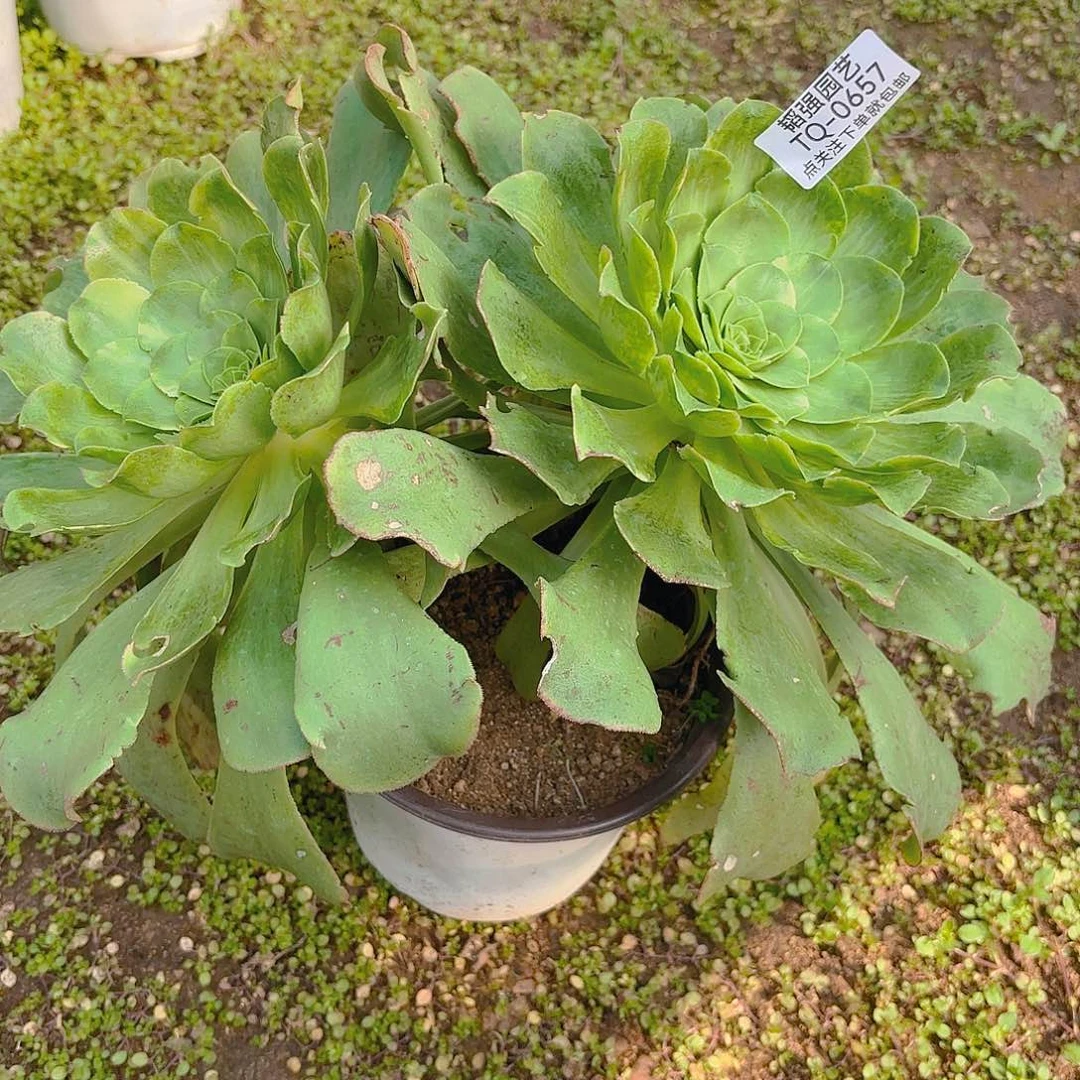 香炉盘七彩多肉植物657