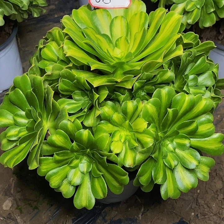 翡翠琉璃老桩捧花815号