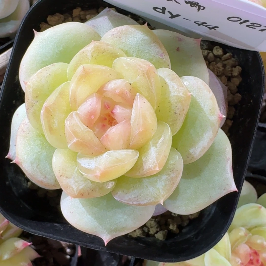 0127-044-小荷包单头