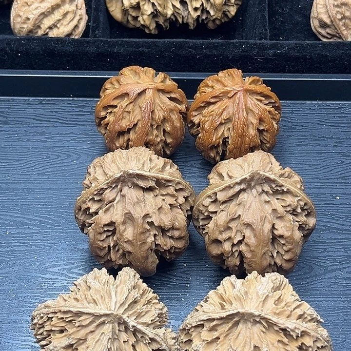木质类秦岭突突突突突突突