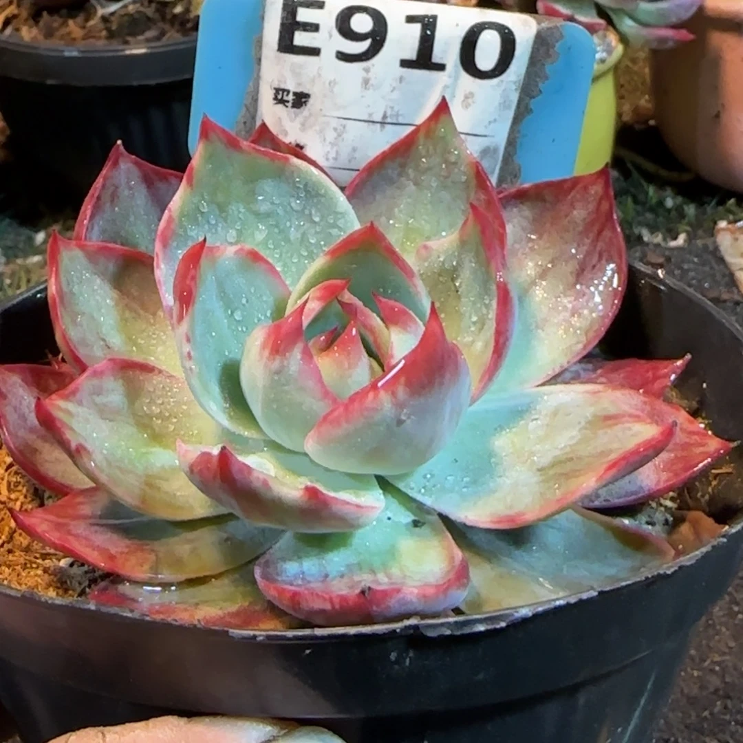 惊鸿一物一拍包装收缩花旱910