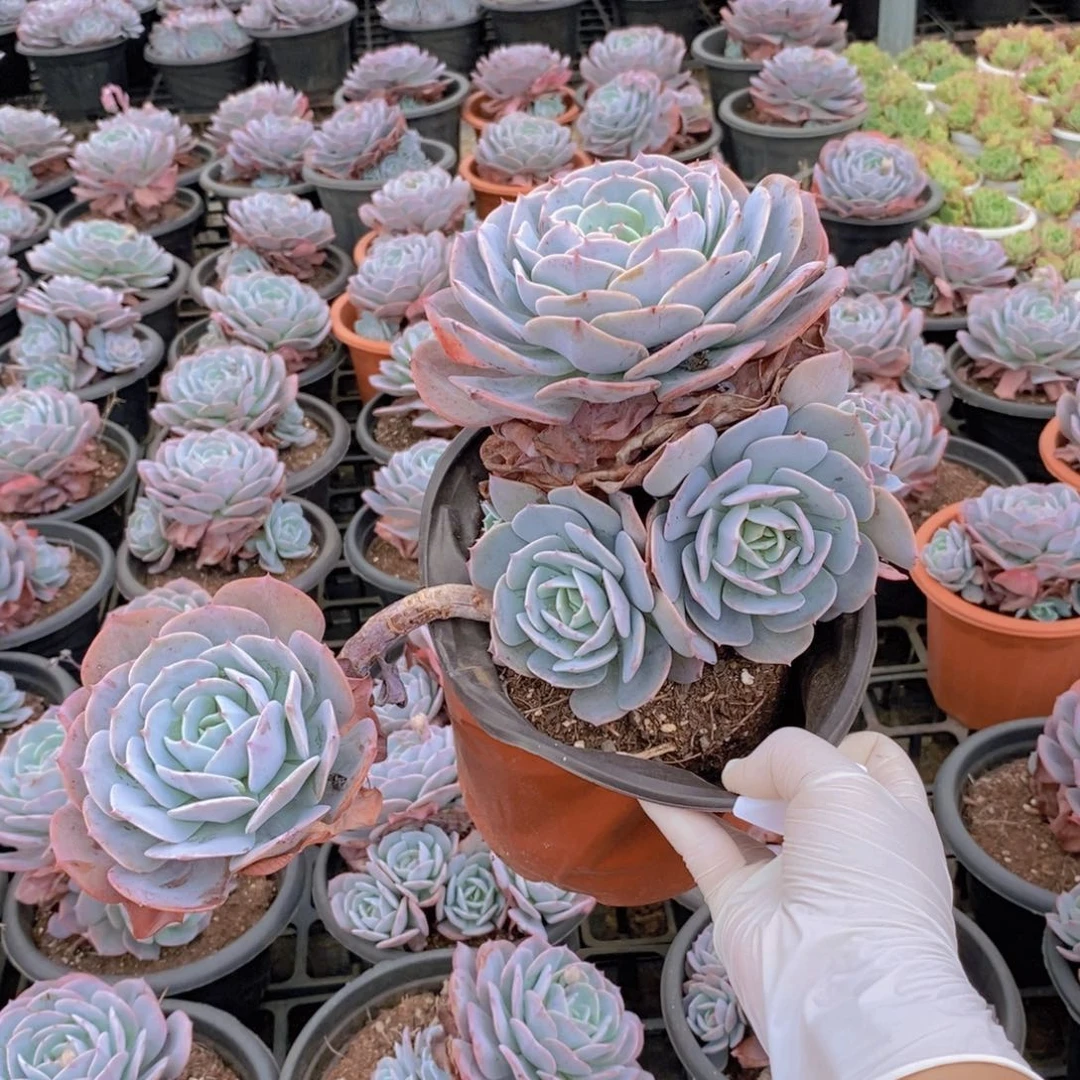 0254红粉台阁一物一拍