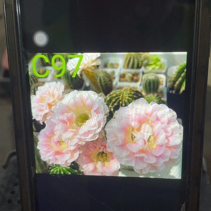 C97秀蒲嫁接3公分以上