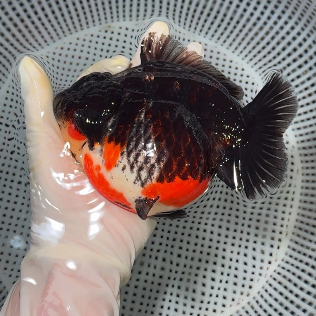 金鱼精品高货短尾狮