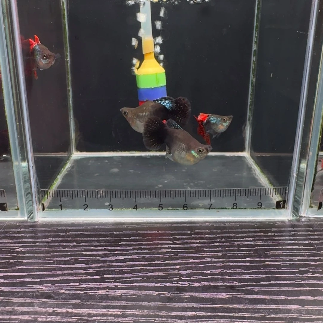 Z***6孔雀鱼七彩龙鳞球2对