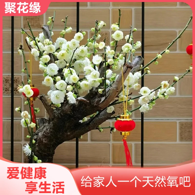 绿梅红梅盆栽原生红梅盆景花卉植物苗腊梅树冬季耐寒花苗老桩好养