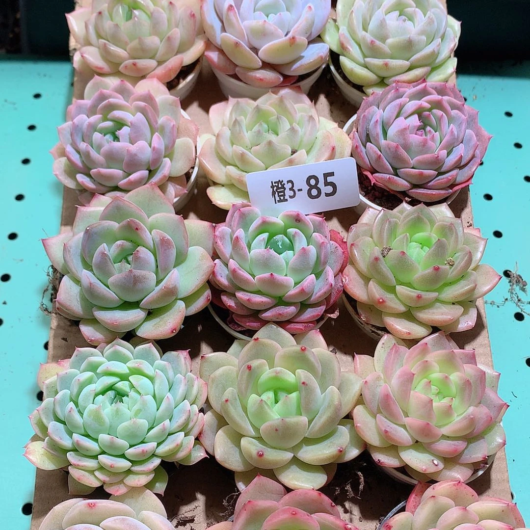 3-85一物一拍带盆18颗