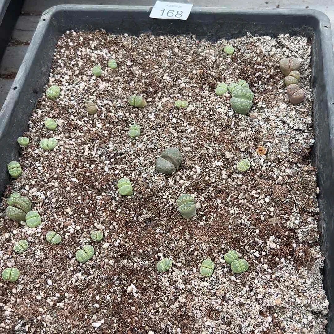 清框脱土发无售后默认有疤。 168