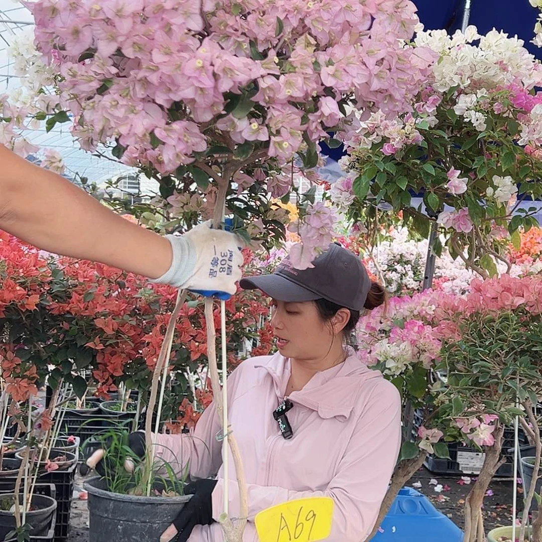 夏***兮大部分花苞少量开放A69丽娜