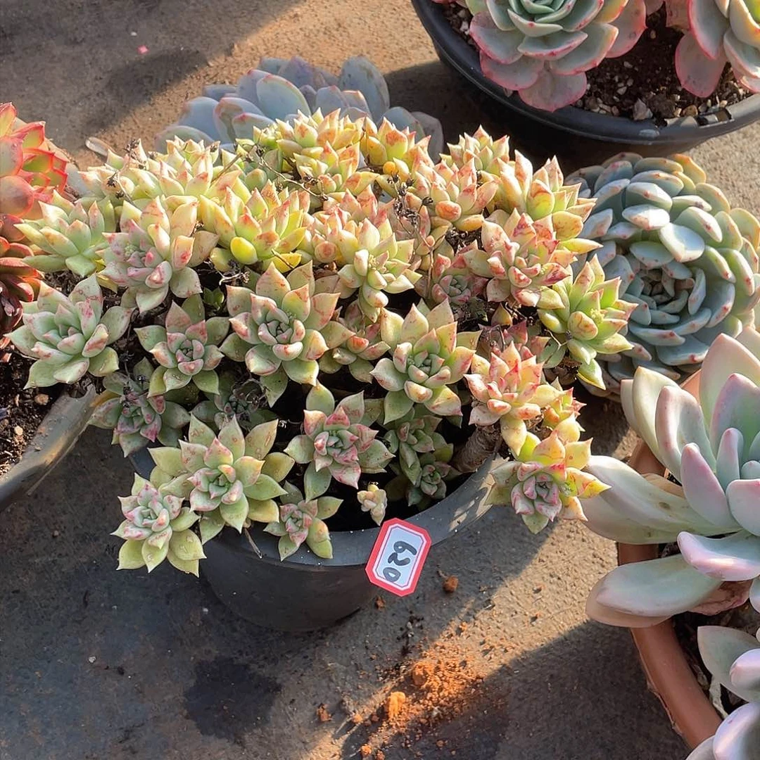 620璀璨一物一拍多肉